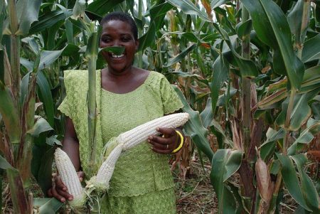Picture of Tanzanian farmer holds drought tolerant maize cobs. Photo credit: F. Sipalla/CIMMYT.