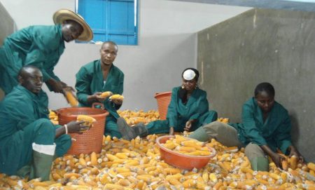 Picture of youths packing maize