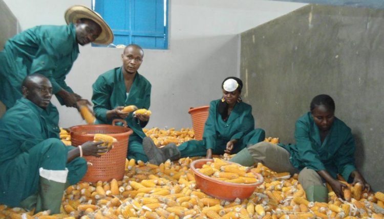 Picture of youths packing maize
