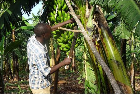 Picture of Rusanganwa in his banana farm in Rukara Sector, Kayonza District. / Jean d’Amour Mbonyinshuti.