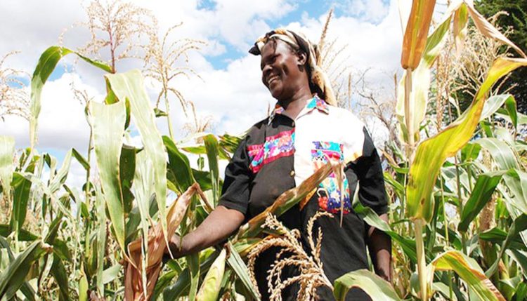 Picture of a farmer in her maize farm