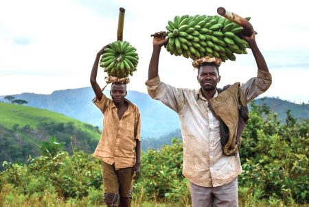 Picture of CIALCA has a legacy of improving banana production in the Central Africa region by improving access to clean planting material, and by advancing banana pest and disease control.