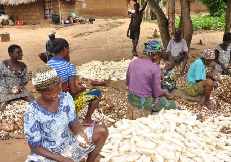 Picture of more women in the cassava value chain are in the production and processing nodes.