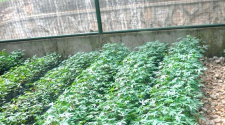 Picture of the Confined Field Trial (CFT) currently being carried out on transgenic cassava