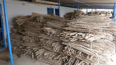 Picture of bundles of improved variety of cassava stems from IITA acquired by Congo-Brazzavile for their new cassava program