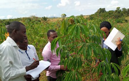 Picture of visitors from Rwanda and Burundi testing out TOSCI's cassava certification protocol