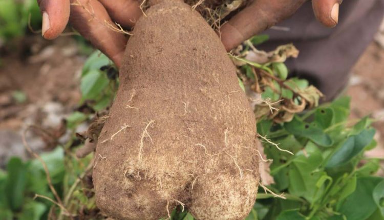 Picture of yam tuber