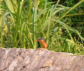 Malachite Kingfisher Alcedo cristata, as it scans for prey and predator during the IBC meeting.