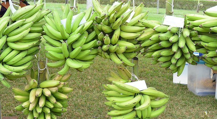 Control of mycotoxin effect in plantain