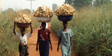 Researchers call for gender-friendly crop varieties to aid food security