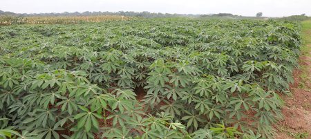 TAAT Cassava Compact: Rebranding the cassava value chain in the Central Africa Republic