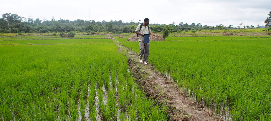 Achieving Zero Hunger: New project to transform agriculture in Nigeria ...