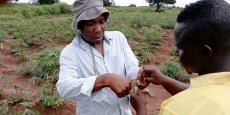 NEXTGEN Cassava breeder receives Cornell Africa Fund Fellowship