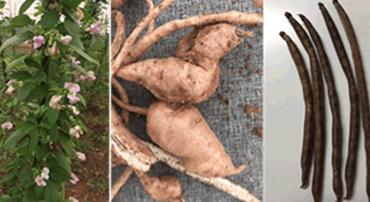 Peas ‘n’ Chips: Creating food security with African yam bean