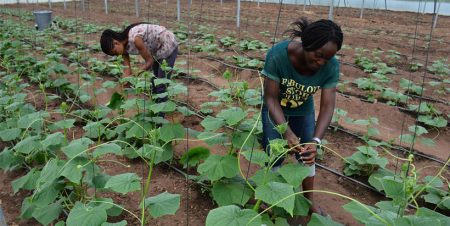 Study shows way to influence youth performance in Agripreneurship