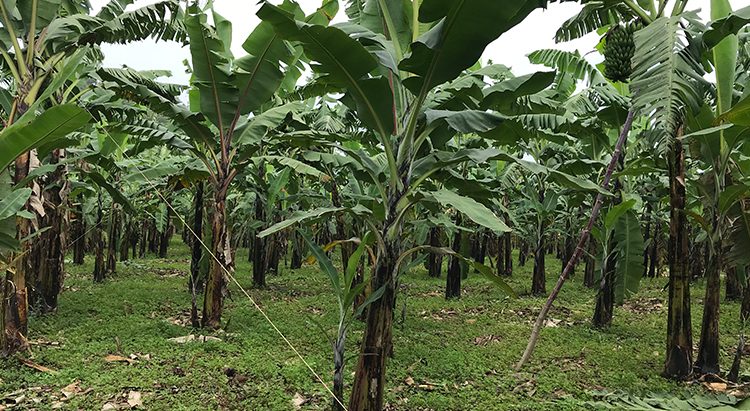 Study sheds light on banana’s defense mechanism against the deadly Fusarium wilt disease